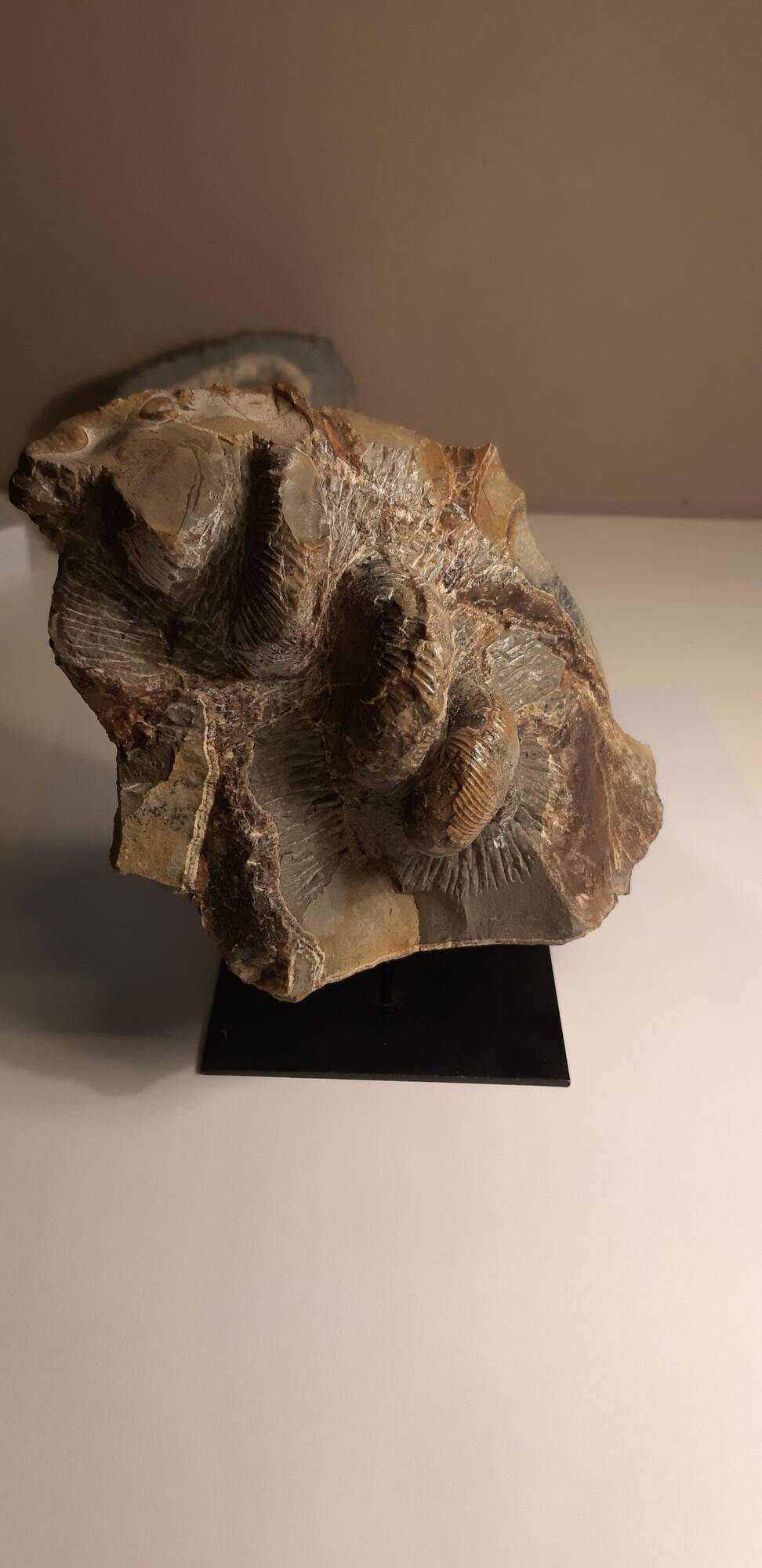 eubostrychoceras japonicus  1.jpg