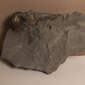 ammonite_pyritisée_no4.jpg