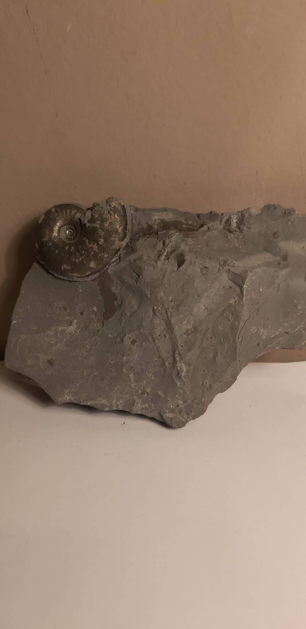 ammonite_pyritisée_no4.jpg