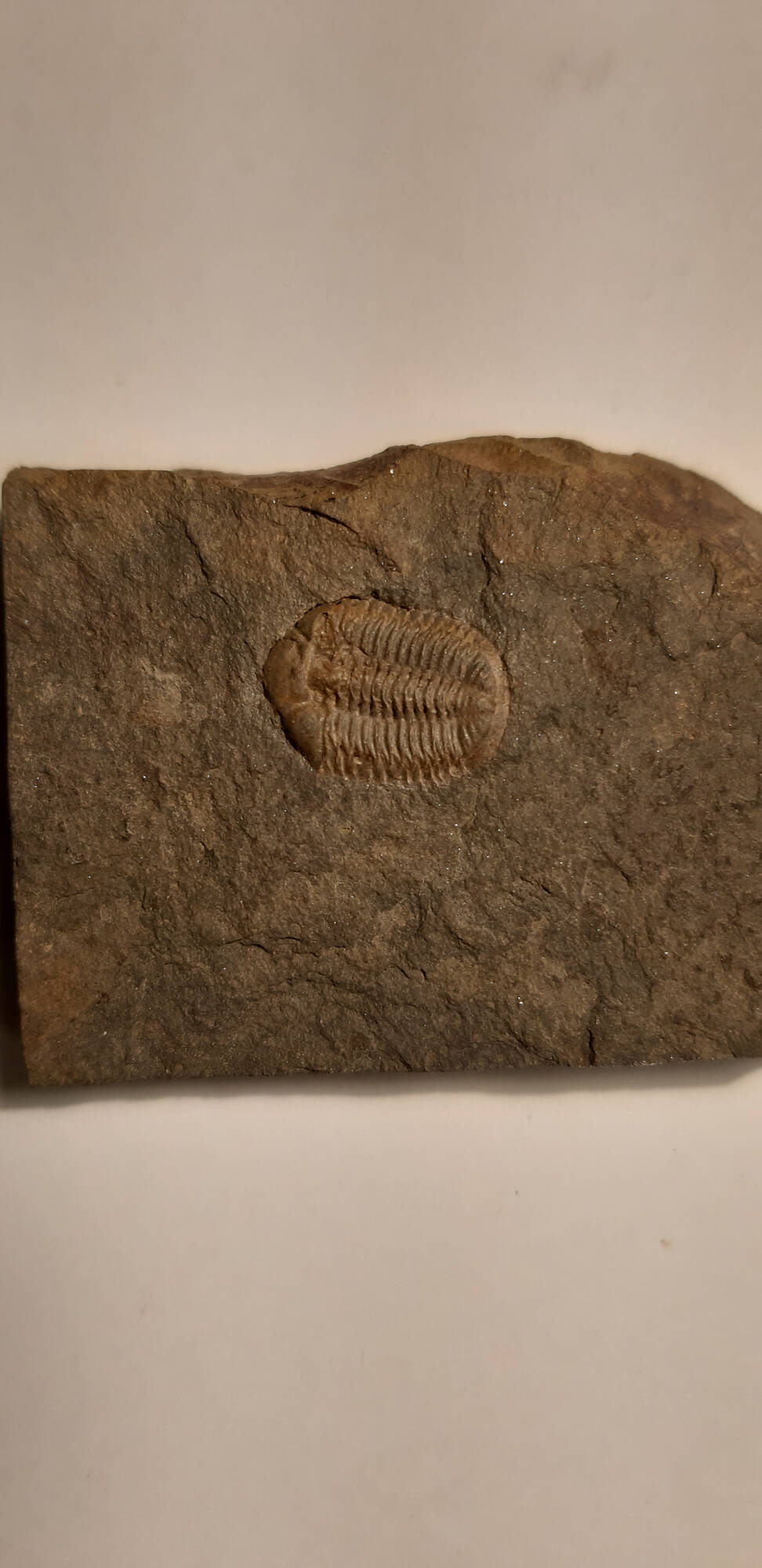 trilobite_Ductina_ductifrons_60€_2.jpg