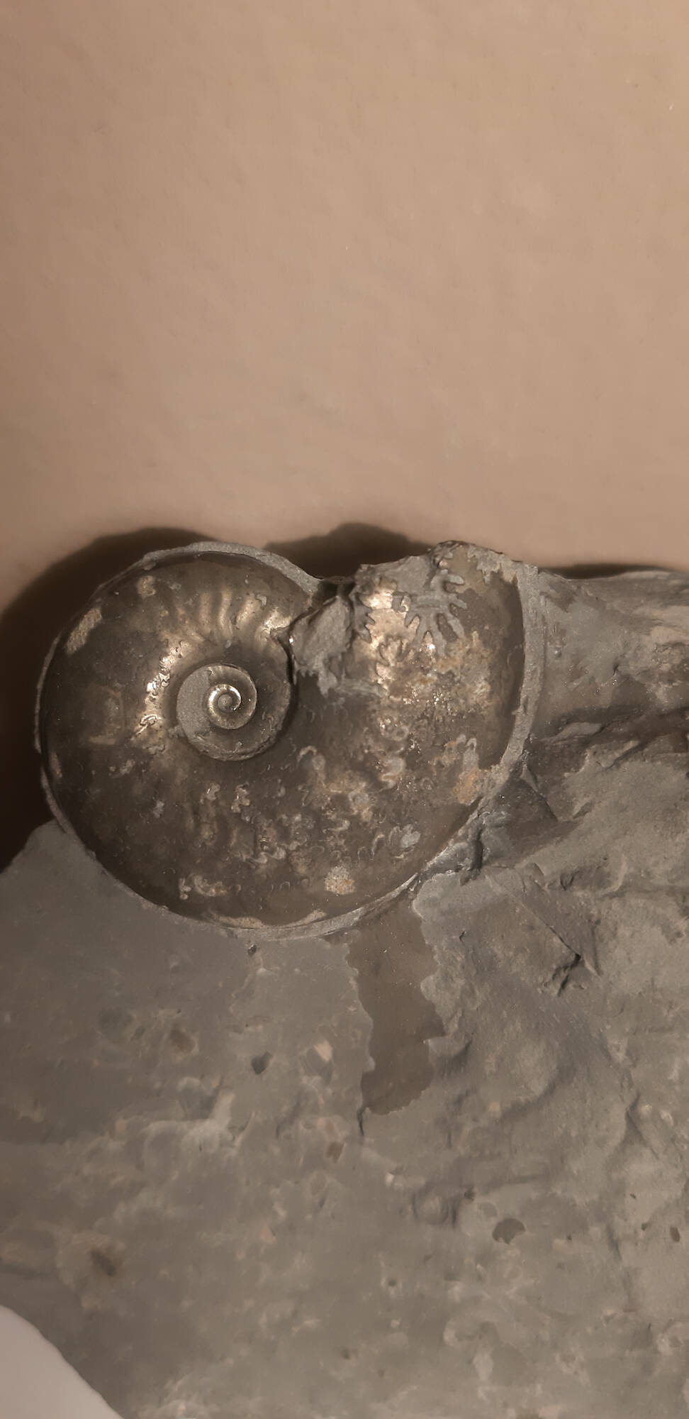ammonite_pyritisée_no4___2.jpg