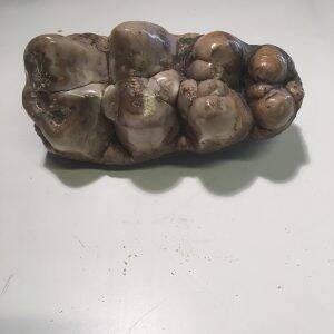 gomphotherium 350€.jpg
