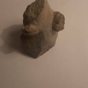 trilobite Gerastos cuvieri et geesops sc