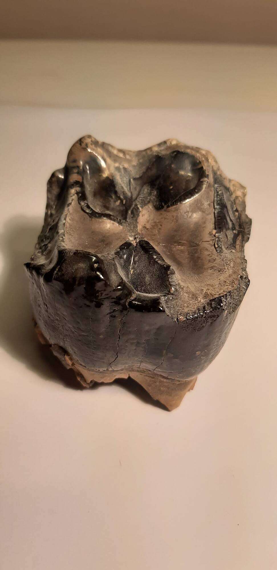 dents de deino 240 1.jpg