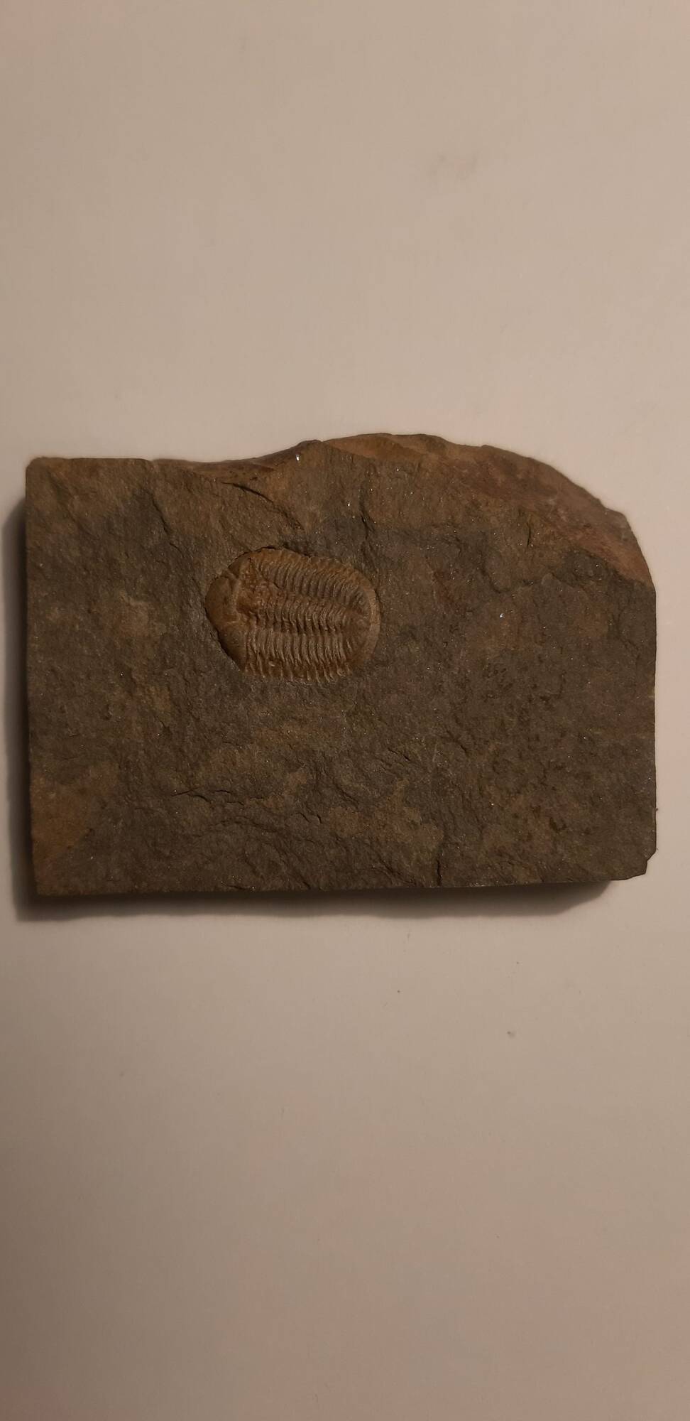 trilobite_Ductina_Ductifrons_60€.jpg
