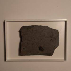 trilobite_Brachyaspidion_sulcatum_70€.jp