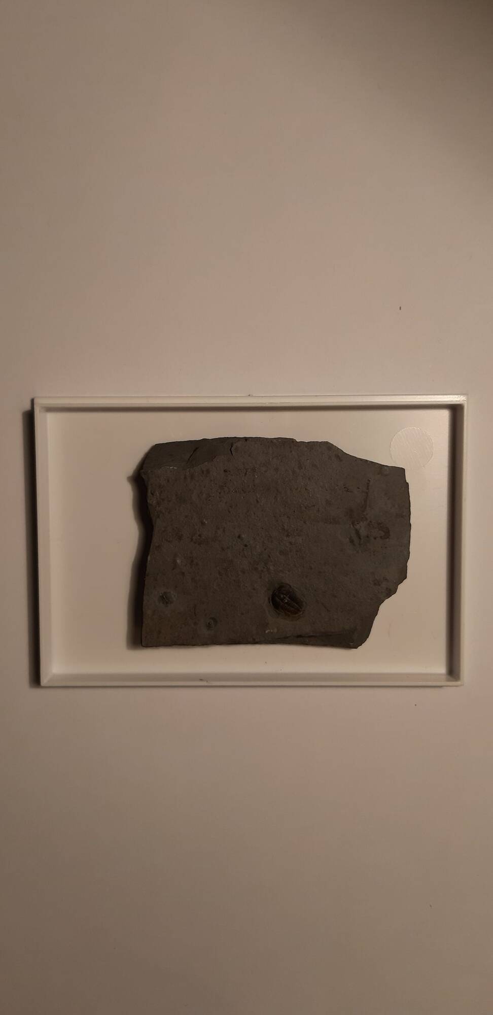 trilobite_Brachyaspidion_sulcatum_70€.jp