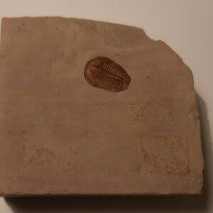 trilobite Elrathia kingi.jpg