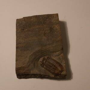 Trilobite Ductina ductifrons.jpg