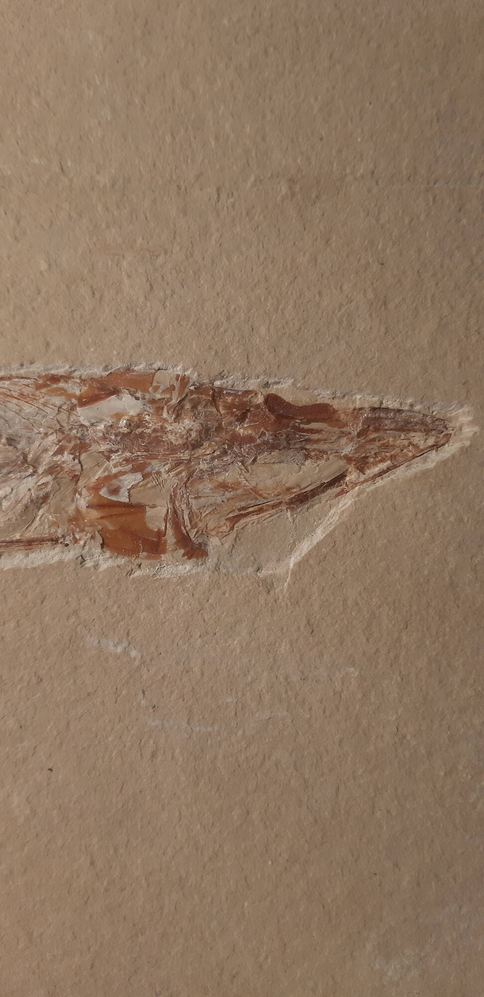 Prionolepis cataphractus 2.jpg