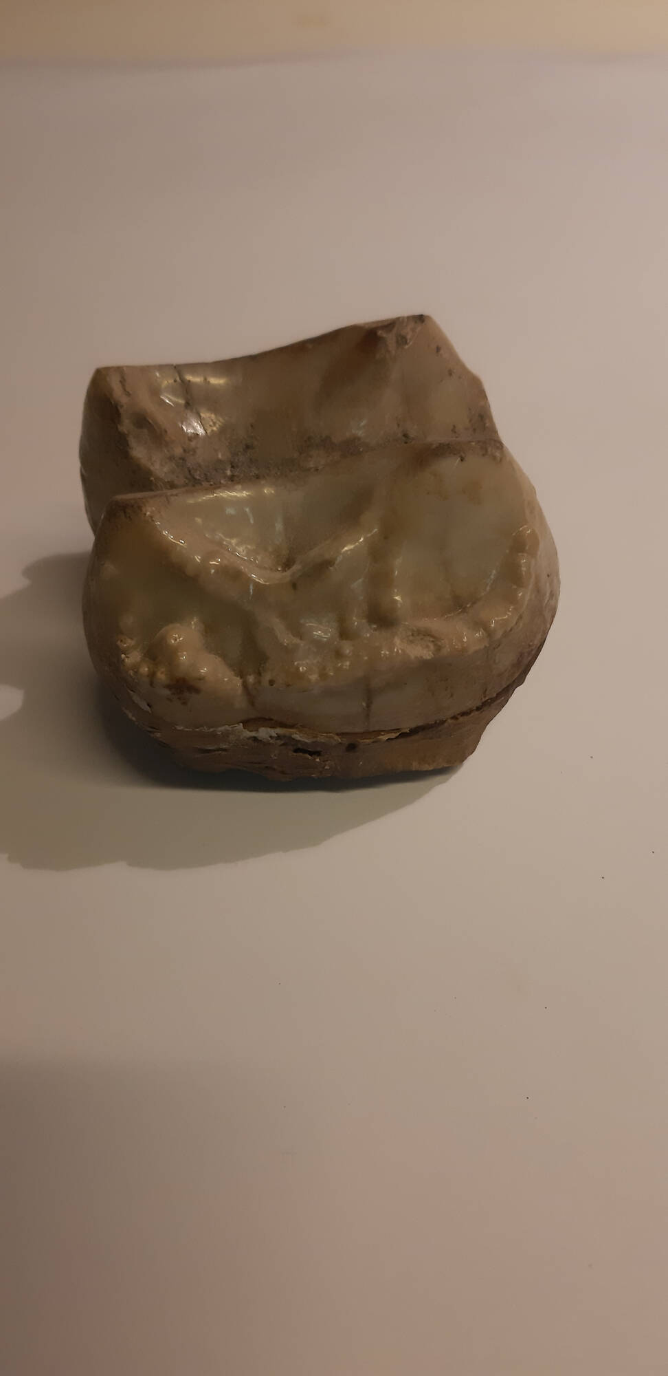 dent_de_deino_300€_2.jpg