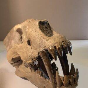 Machairodus 1.jpg