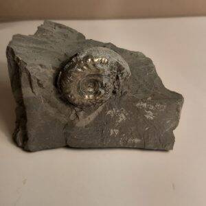 ammonite_pyritisée_no1_1.jpg