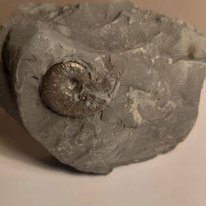 ammonite_pyritisée_no3.jpg