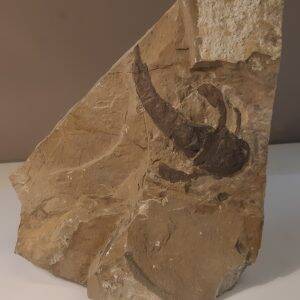 Eurypterus 420 1.jpg