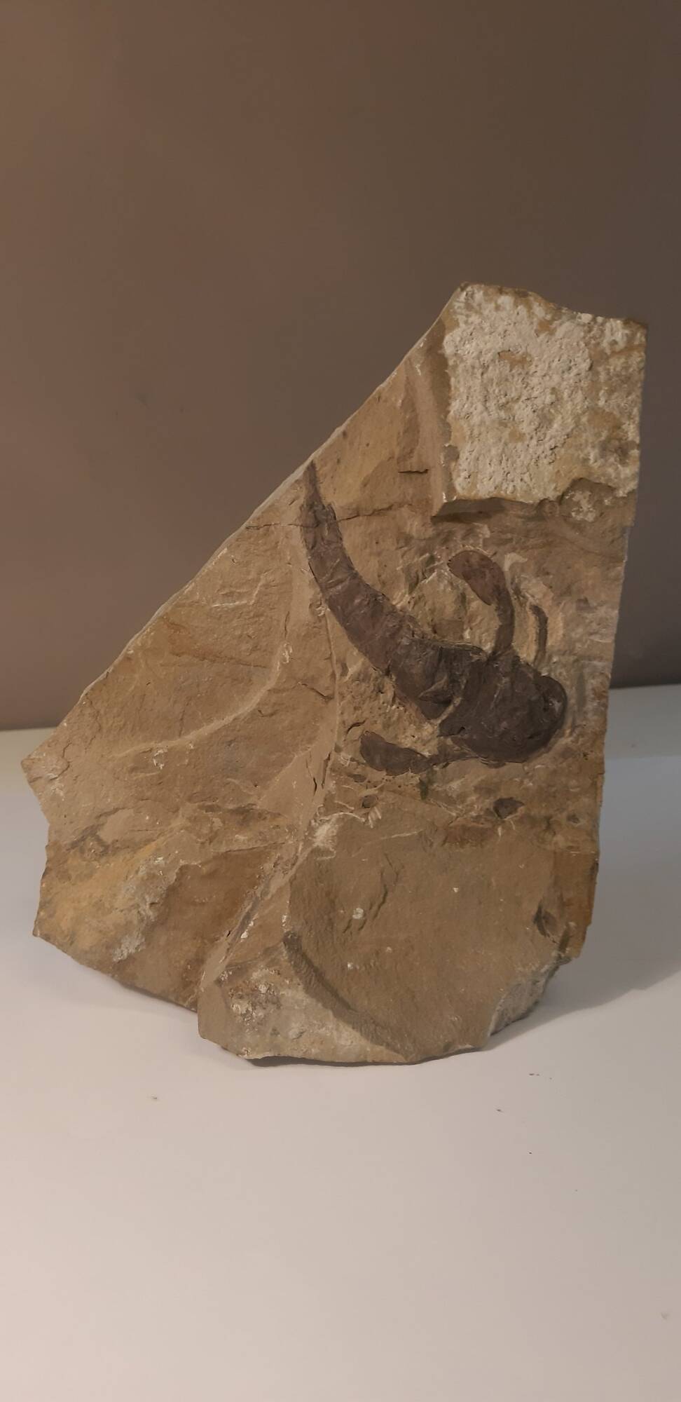 Eurypterus 420 1.jpg