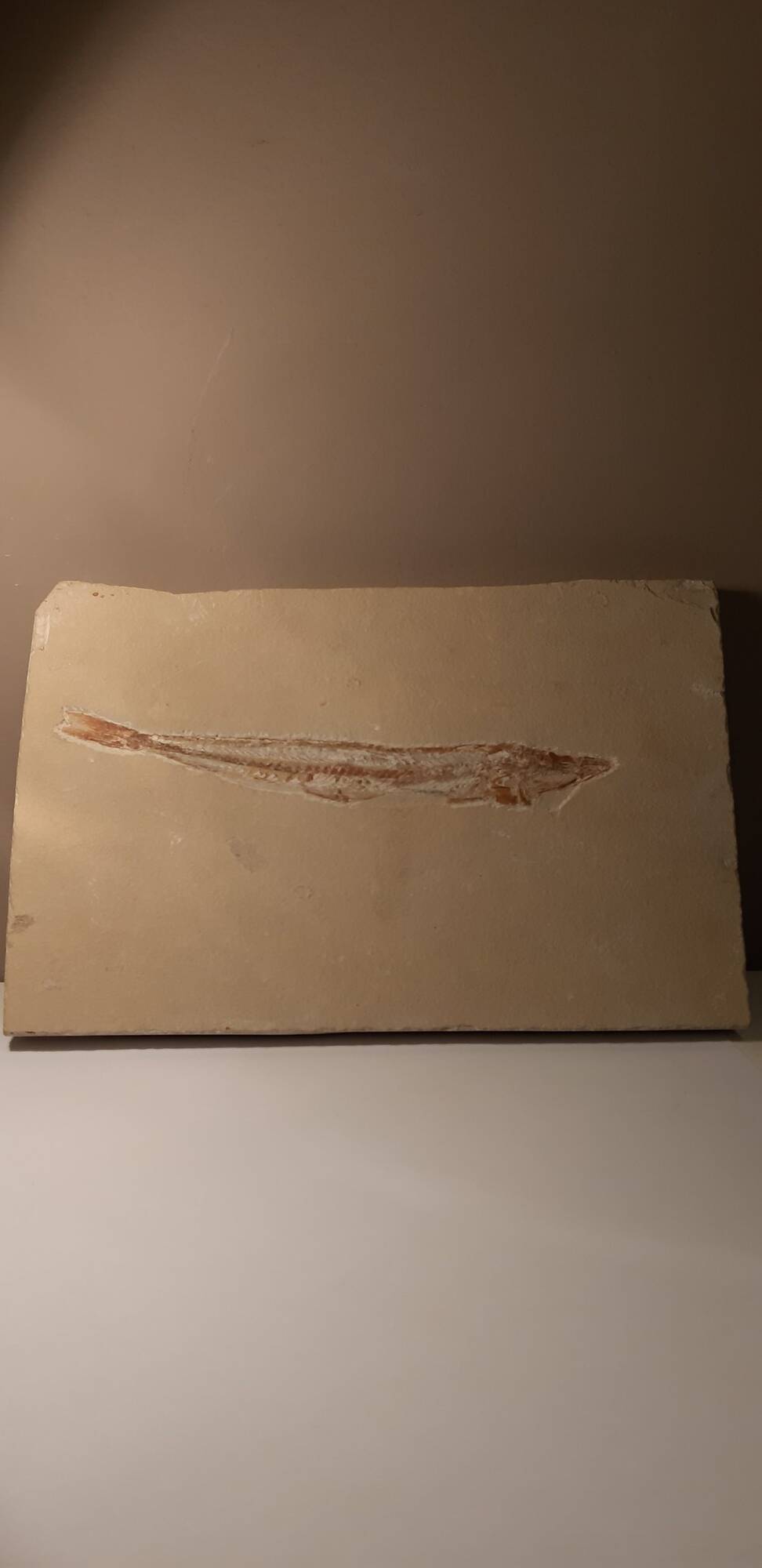 Prionolepis cataphractus.jpg